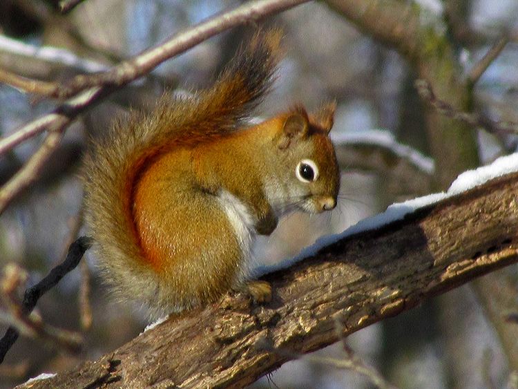 Pine squirrel Pine Squirrels West vs East Back Yard Biology