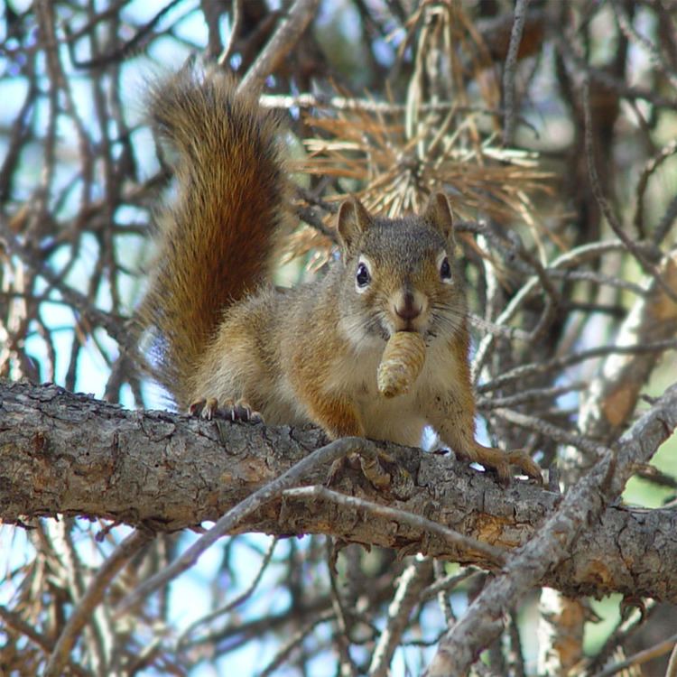Pine squirrel httpsuploadwikimediaorgwikipediacommonscc