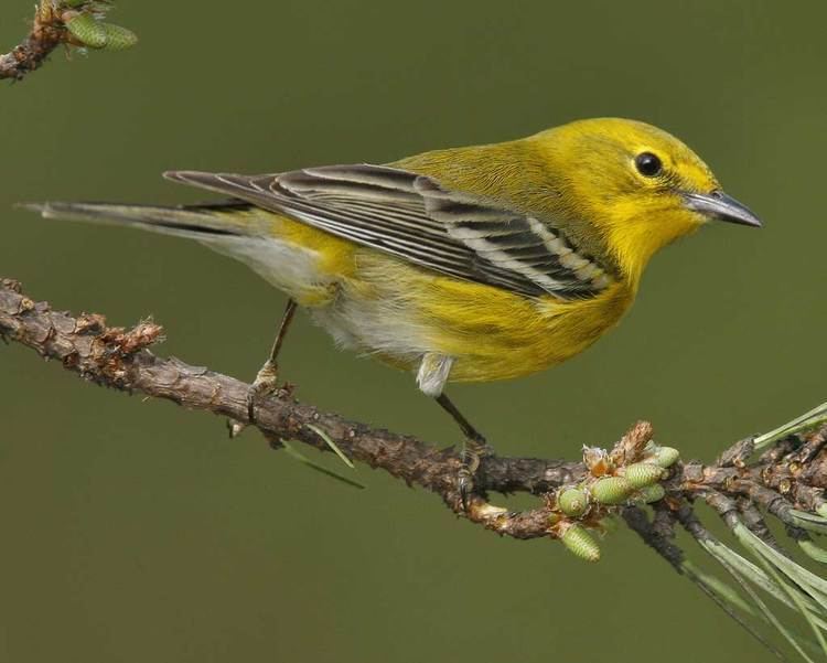 Pine warbler Pine Warbler Audubon Field Guide