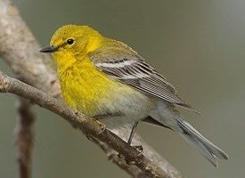 Pine warbler Pine Warbler Identification All About Birds Cornell Lab of
