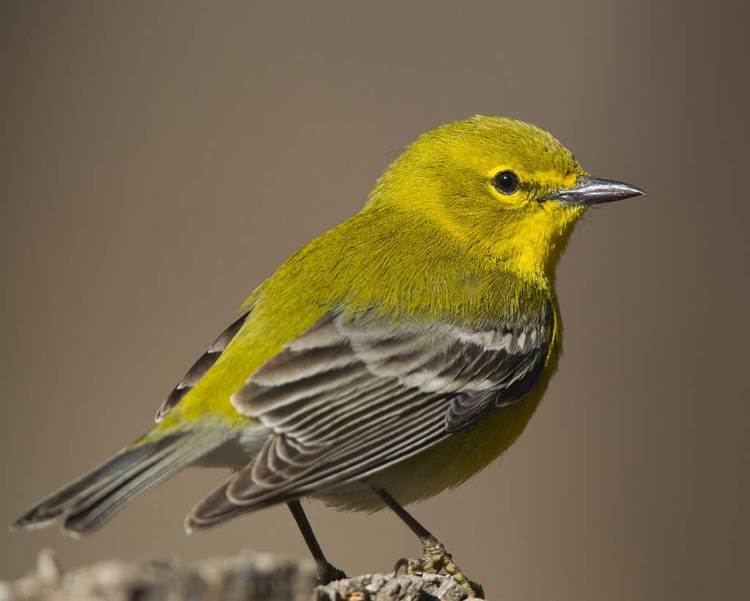 Pine warbler Pine Warbler Audubon Field Guide