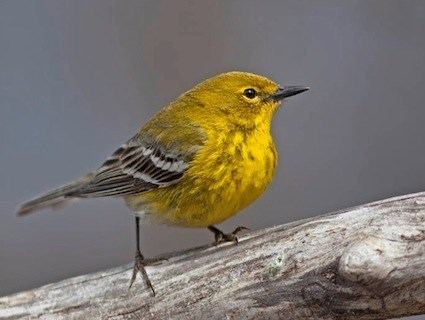 Pine warbler Pine Warbler Identification All About Birds Cornell Lab of