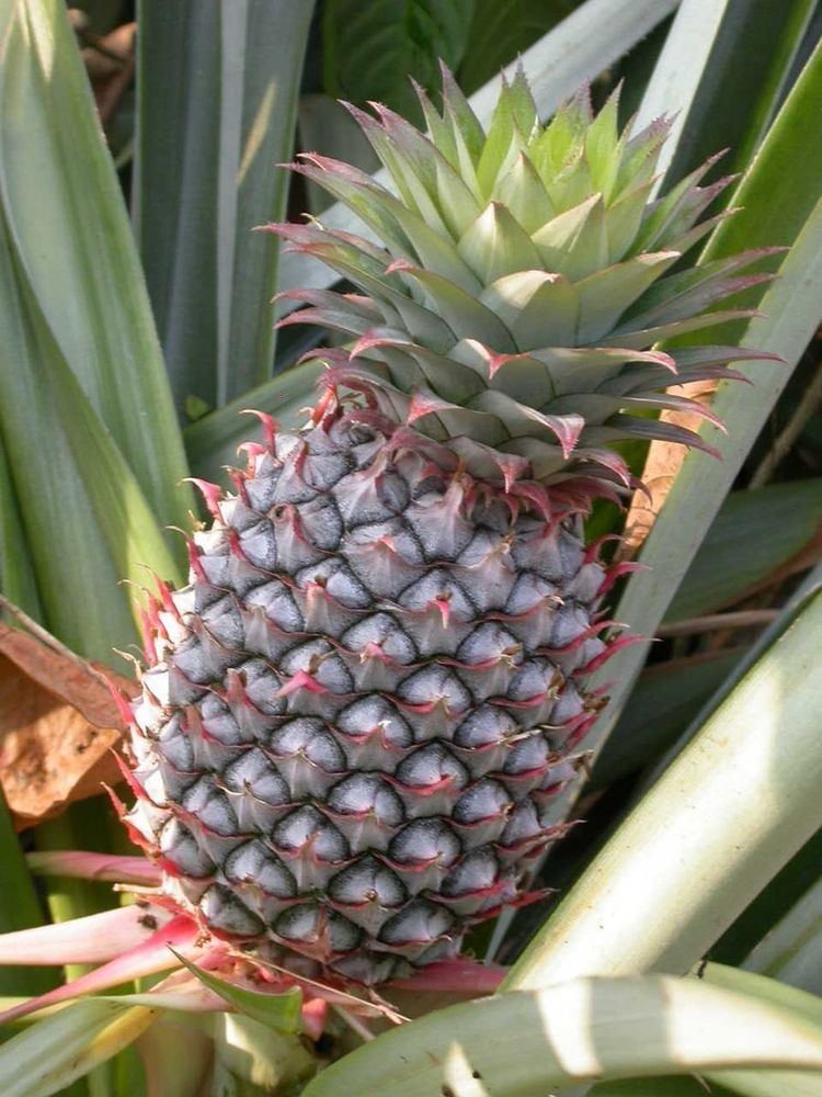 Pineapple production in Ivory Coast