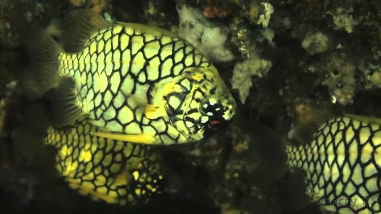 Pineapplefish Pineapple Fish Cleidopus gloriamaris Sydney April 2015 YouTube