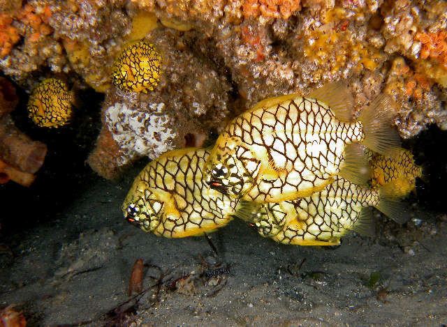 Pineapplefish Pineapple Fish Cleidopus gloriamaris