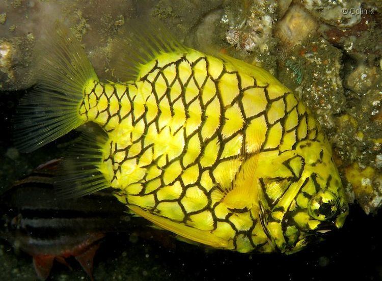 Pineapplefish And Here39s a Pineapplefish Mon Featured Creature