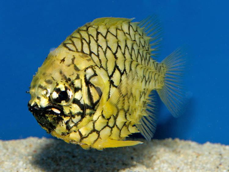 Pineapplefish Marine blacklist pineapple fish Cleidopus gloriamaris Reefscom