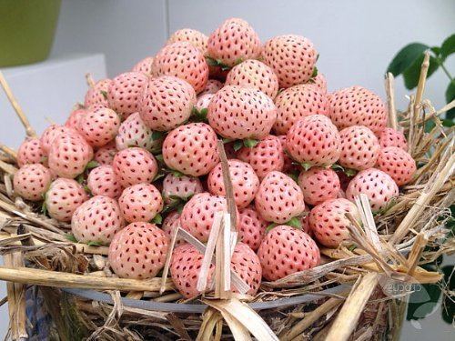 Pineberry Amazoncom White Carolina Pineberry Plants 10 Roots Bareroot