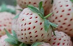 Pineberry Pineberry amp Pineberries The Rest of the Story