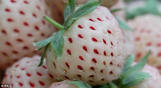 Pineberry The 39pineberry39 that39s soon to grace our supermarket shelves Daily