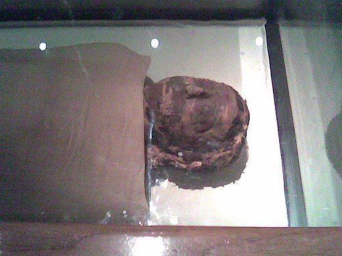 Pinedjem I View 2139st Dynasty Theban Royal Mummies from DB320