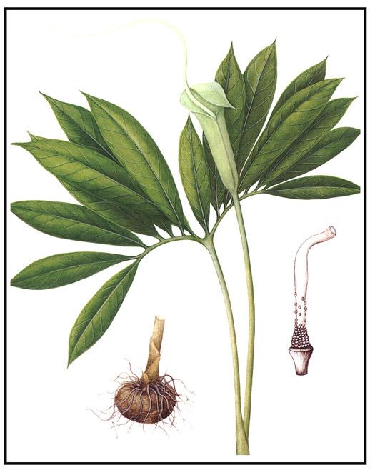 Pinellia Pinellia Arisaema Acorus and Typhonium