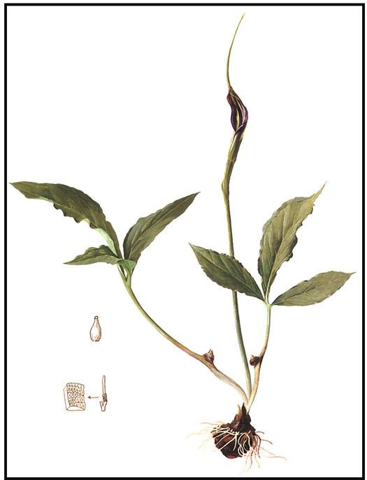 Pinellia ternata Pinellia Arisaema Acorus and Typhonium