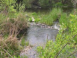 Piner Creek httpsuploadwikimediaorgwikipediacommonsthu