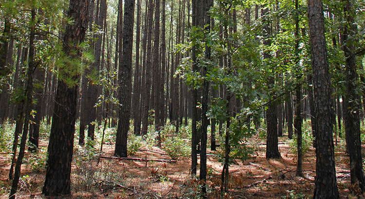 Piney Woods Trip Guide Into the Piney Woods TravelTexas