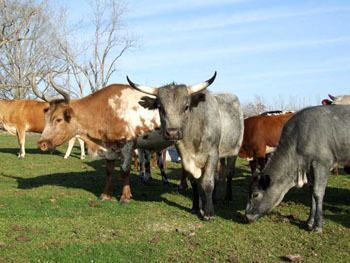 Pineywoods cattle The Livestock Conservancy