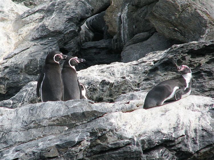 Pingüino de Humboldt National Reserve