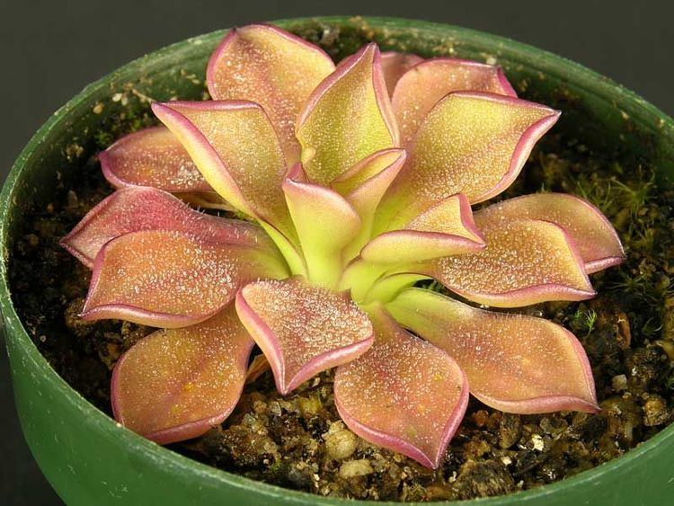 Pinguicula 1000 images about Pinguicula on Pinterest Nutrition Purple