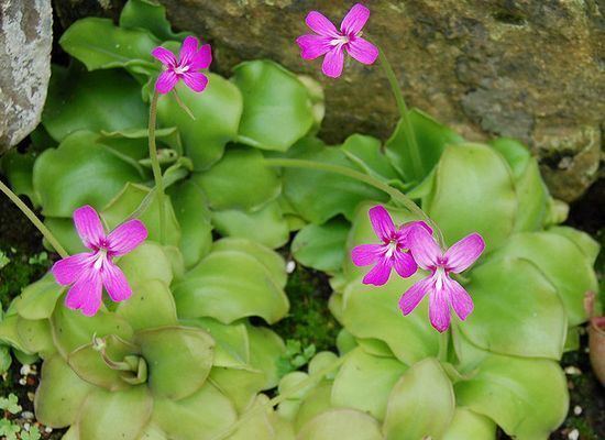 Pinguicula Pinguicula Plant How to Grow Butterwort