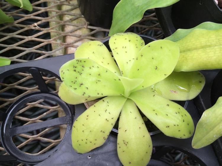 Pinguicula gigantea Pinguicula gigantea presented by Orchids Limited