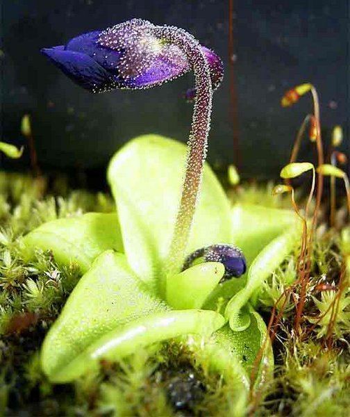 Pinguicula grandiflora httpsuploadwikimediaorgwikipediacommonsaa