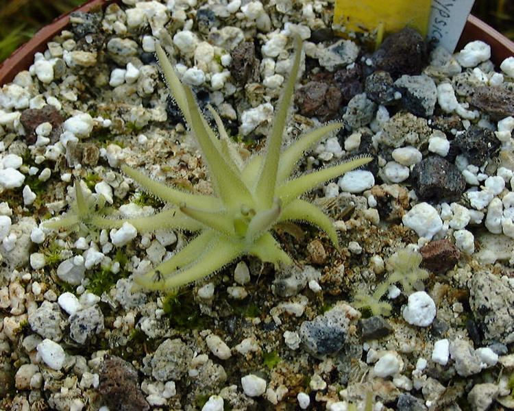 Pinguicula gypsicola wwwpinguiculaorgimagesplantespinguiculagypsi