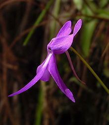 Pinguicula orchidioides httpsuploadwikimediaorgwikipediacommonsthu