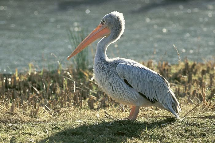 Pink-backed pelican vogelwartech Pinkbacked Pelican