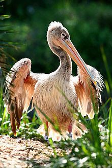 Pink-backed pelican httpsuploadwikimediaorgwikipediacommonsthu