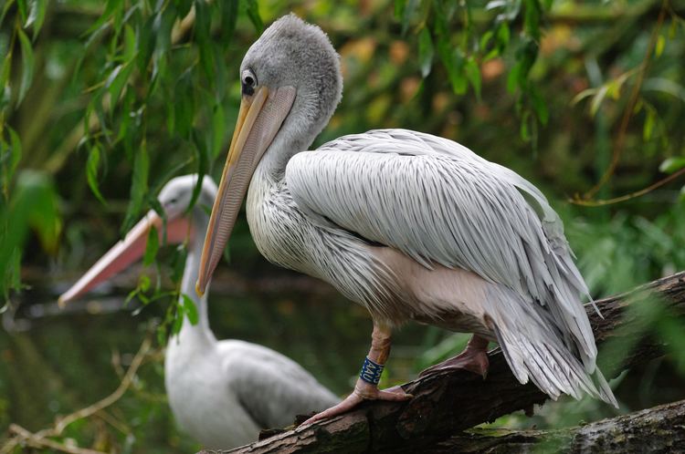 Pink-backed pelican Pinkbacked pelican Twycross Zoo