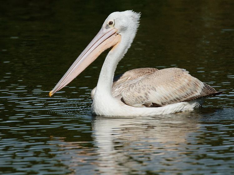 Pink-backed pelican Pinkbacked Pelican Di Wayne BirdLife Port Natal