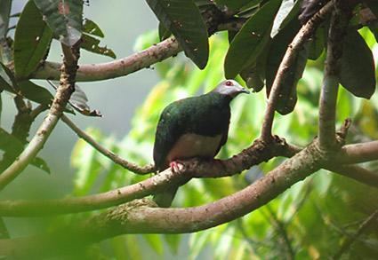 Pink-bellied imperial pigeon Pinkbellied Imperialpigeon Ducula poliocephala Bird perched on a