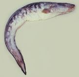 Pink cusk-eel wwwfishbaseorgimagesthumbnailsjpgtnGeblau1jpg