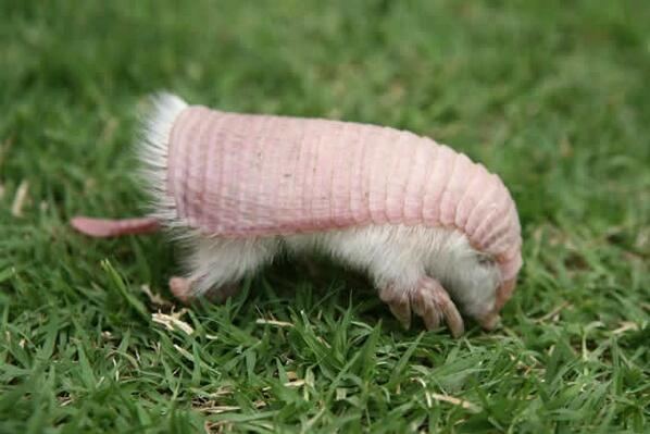 Pink fairy armadillo Pink Fairy Armadillo ThingLink