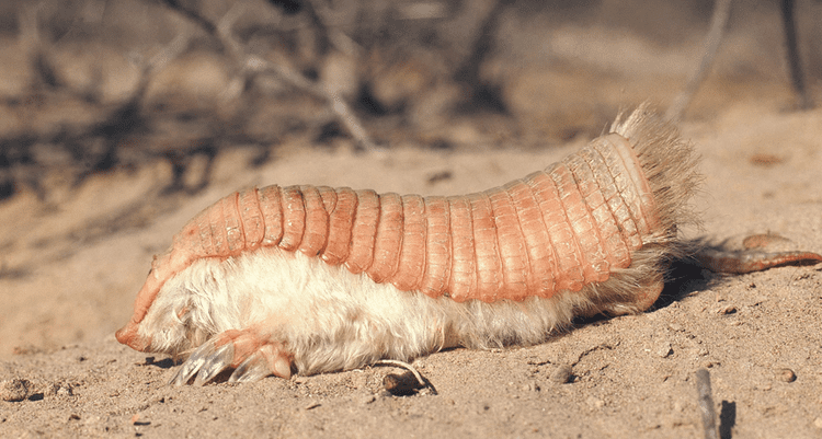 Pink fairy armadillo Pink armadillos ain39t your Texas critters Science News