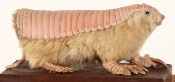 Pink fairy armadillo Pink Fairy Armadillo AMAZING ADAPTATIONS