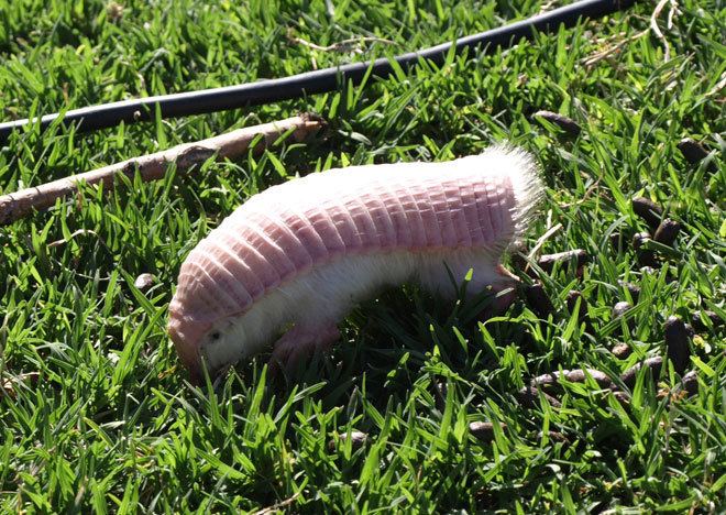 Pink fairy armadillo Absurd Creature of the Week Pink Fairy Armadillo Crawls Out of the