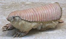 Pink fairy armadillo httpsuploadwikimediaorgwikipediacommonsthu