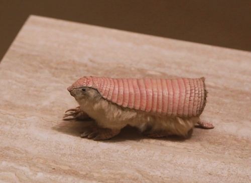 Pink fairy armadillo Pink Fairy Armadillo Facts Anatomy Diet Habitat Behavior