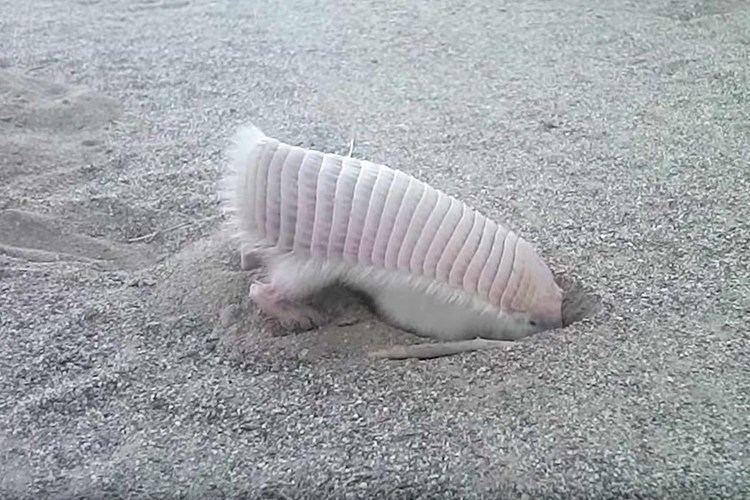 pink armadillo