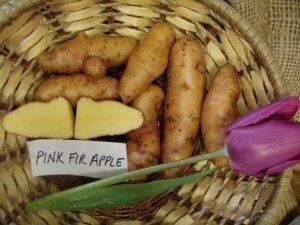 Pink Fir Apple Potatoes Pink Fir Apple Fingerling Organic Ships AprilMay