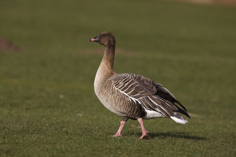 Pink-footed goose Look who39s talking Let39s Talk