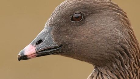 Pink-footed goose The RSPB Advice for farmers Pinkfooted goose