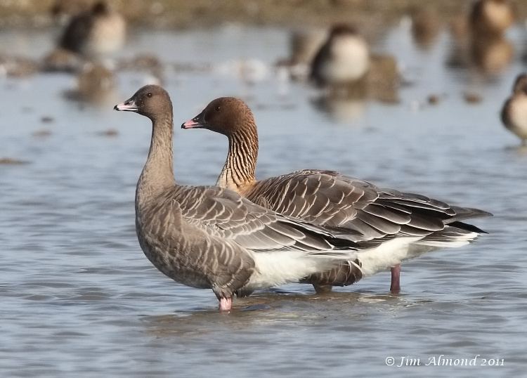 Pink-footed goose Species Gallery Pinkfooted Goose