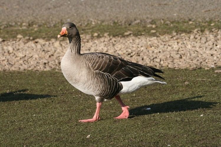 Pink-footed goose Pink Footed Goose