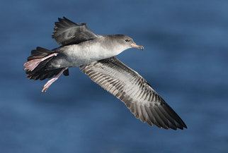 Pink-footed shearwater PinkFooted Shearwater Puffinus Creatopus PFS Pink Footed
