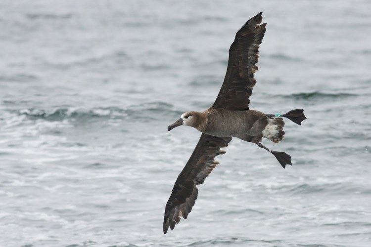 Pink-footed shearwater Debi Shearwater39s Journeys PINKFOOTED SHEARWATER Puffinus