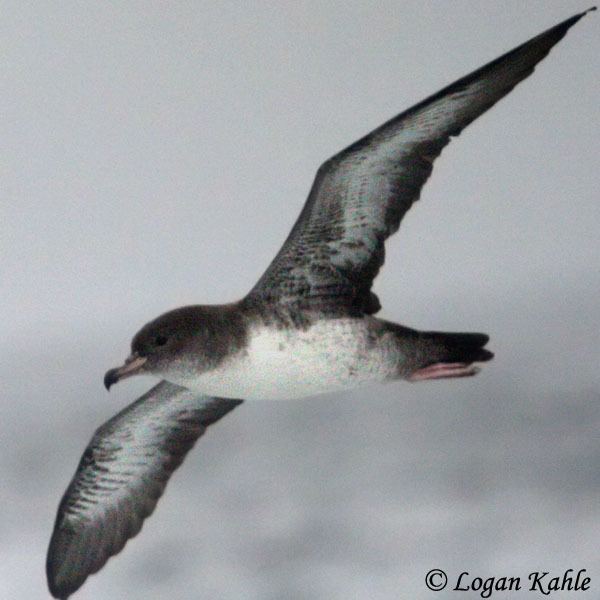 Pink-footed shearwater Pinkfooted Shearwater Species Information and Photos