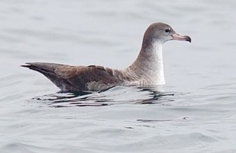 Pink-footed shearwater Pinkfooted Shearwater Ardenna creatopus