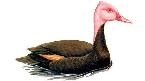 Pink-headed duck Pinkheaded Duck Indian Diving Duck Critically Endangered Species